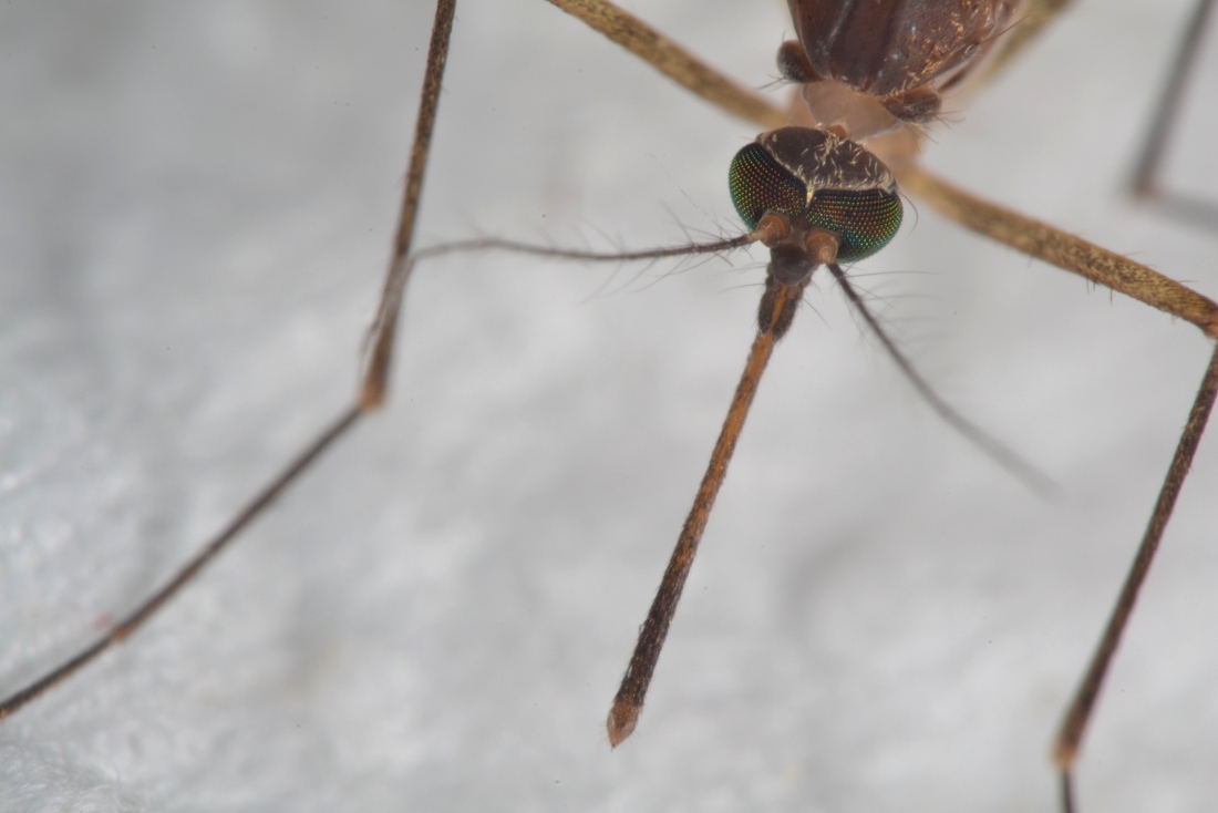 Culicidae: Complesso Cx. pipiens femmina